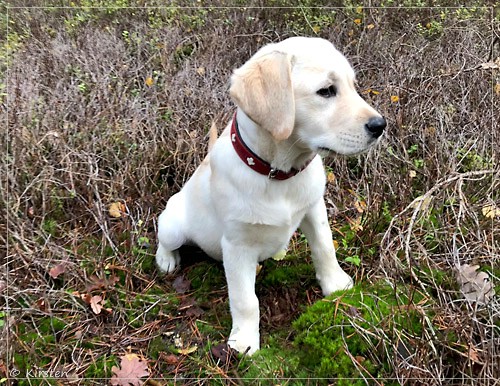 Joyful Lab's Excellent Girl - Brbel