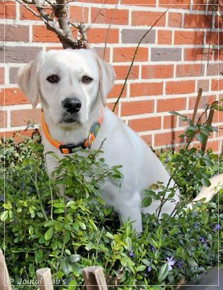 Joyful Lab's Excellent Girl - Brbel