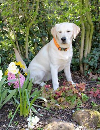 Joyful Lab's Excellent Girl - Brbel