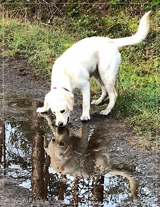 Joyful Lab's Excellent Girl - Brbel