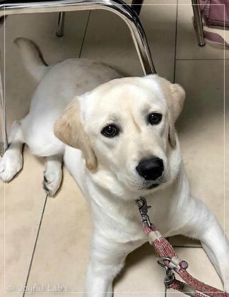 Joyful Lab's Excellent Girl - Brbel