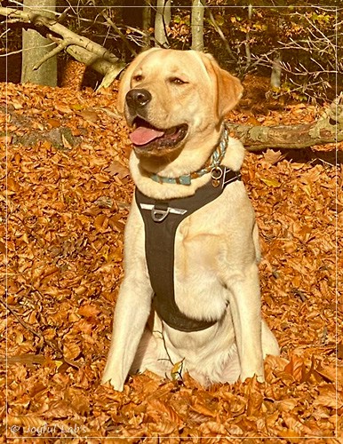 Joyful Labs Fetch it Boy - Fiete