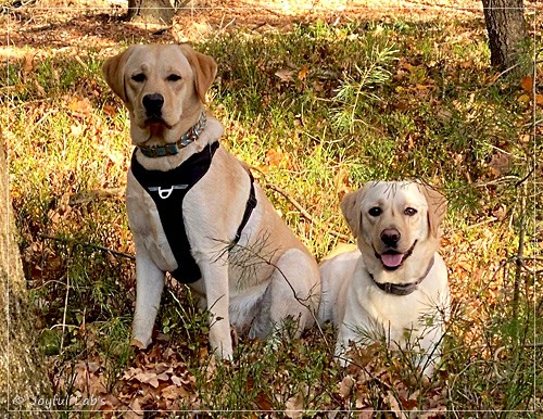 Joyful Labs Fetch it Boy - Fiete