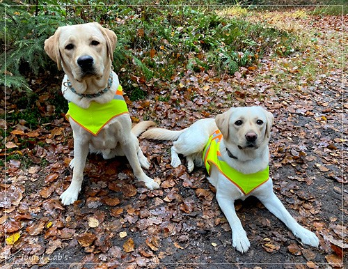 Joyful Labs Fetch it Boy - Fiete