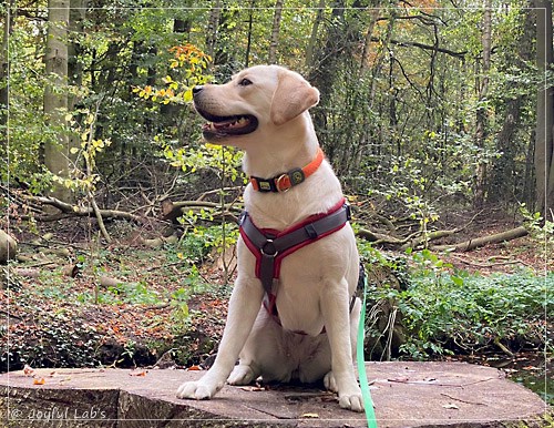 Joyful Lab's Excellent Girl - Brbel