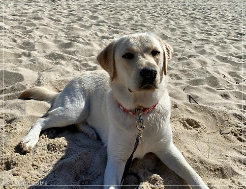 Joyful Lab's Excellent Girl - Brbel