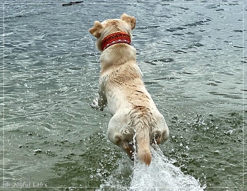 Joyful Lab's Excellent Girl - Brbel