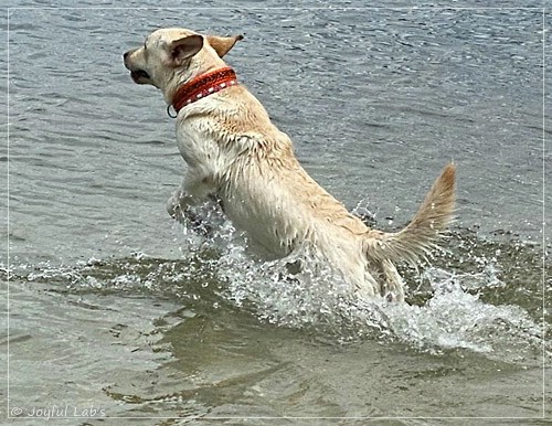 Joyful Lab's Excellent Girl - Brbel