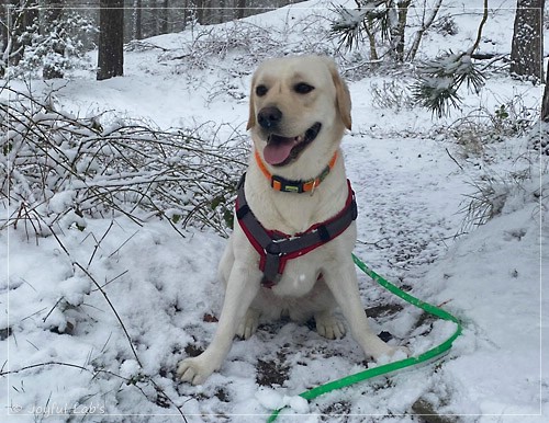 Joyful Lab's Excellent Girl - Brbel