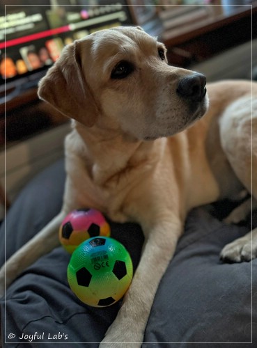 Barney - Joyful Lab�s Destiny Boy 