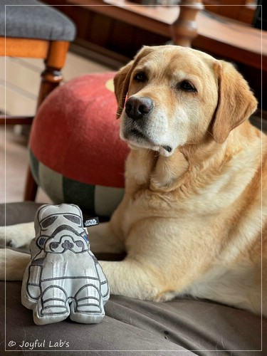 Barney - Joyful Lab�s Destiny Boy 