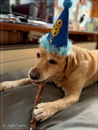 Barney - Joyful Lab�s Destiny Boy 