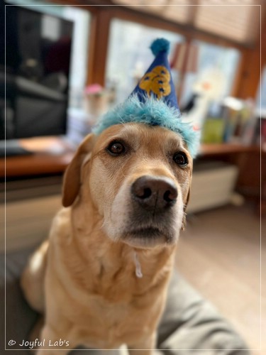 Barney - Joyful Lab�s Destiny Boy 