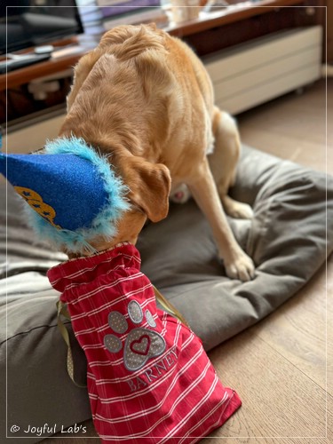 Barney - Joyful Lab�s Destiny Boy 