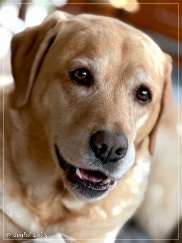 Barney - Joyful Lab�s Destiny Boy 