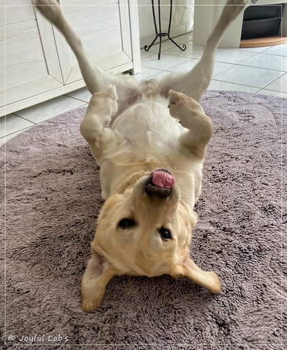 Joyful Lab�s Checker Boy - Ben