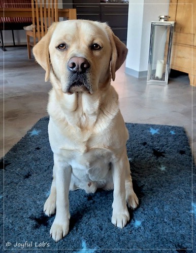 Bentley - Joyful Labs Friendly Boy