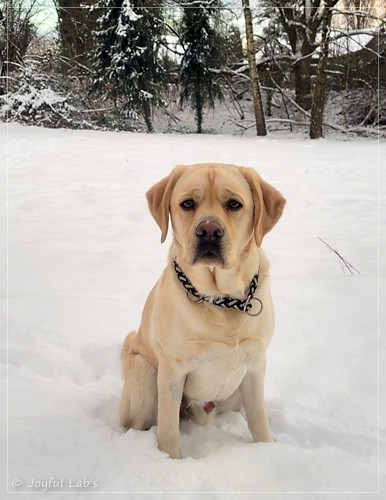 Bentley - Joyful Labs Friendly Boy