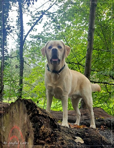 Bentley - Joyful Labs Friendly Boy