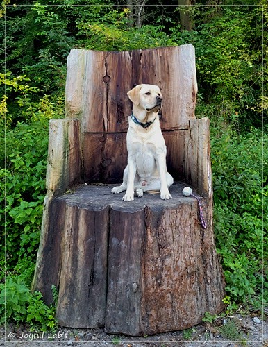 Bentley - Joyful Labs Friendly Boy