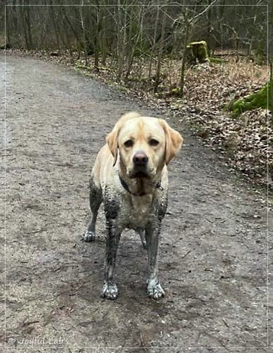 Bentley - Joyful Labs Friendly Boy