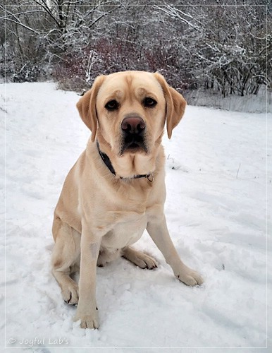 Bentley - Joyful Labs Friendly Boy