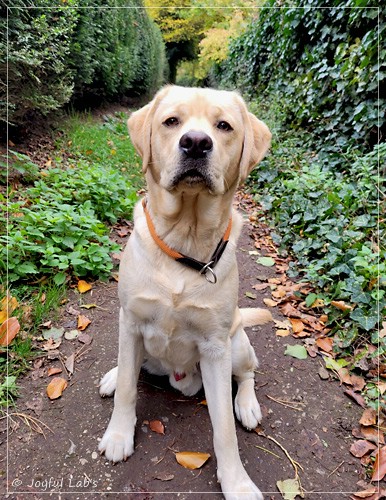 Joyful Labs Friendly Boy - Bentley