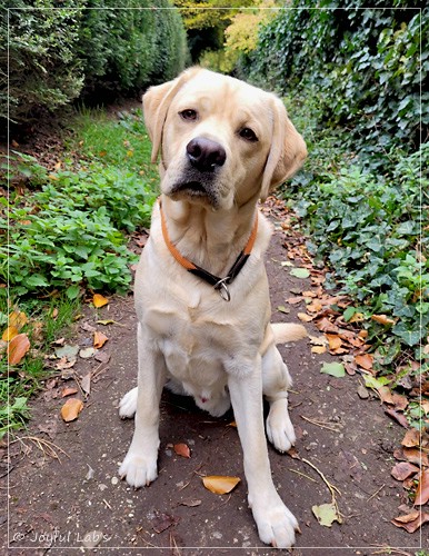 Joyful Labs Friendly Boy - Bentley