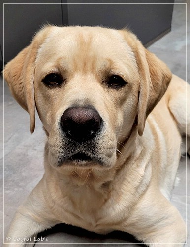 Joyful Labs Friendly Boy - Bentley