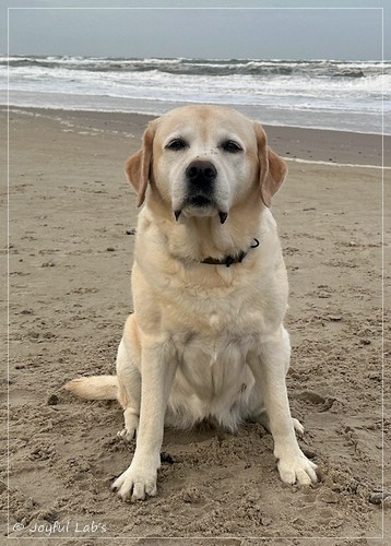 Joyful Lab�s Classic Girl - Carla