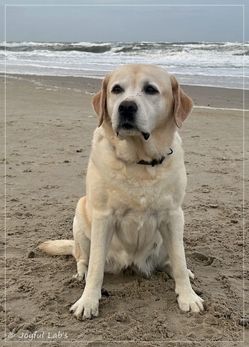 Joyful Lab�s Classic Girl - Carla