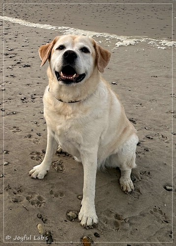 Joyful Lab�s Classic Girl - Carla