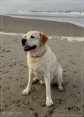 Joyful Lab�s Classic Girl - Carla