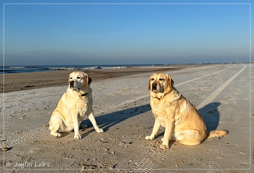 Joyful Lab�s Classic Girl - Carla