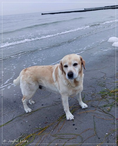 Joyful Lab�s Carry Back Boy  - Colin