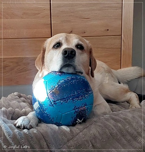 Joyful Lab�s Carry Back Boy  - Colin