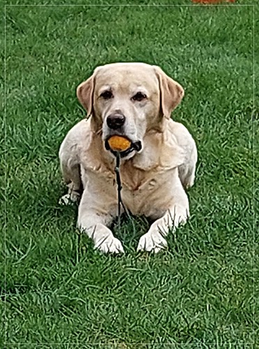 Joyful Labs Carry Back Boy  - Colin