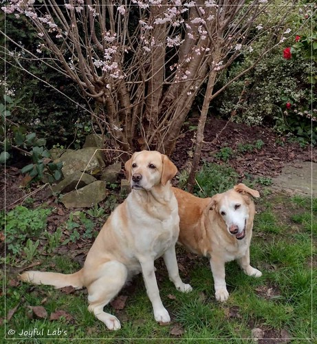 Dana - Joyful Lab�s Dressy Girl