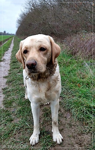 Joyful Lab's Dressy Girl