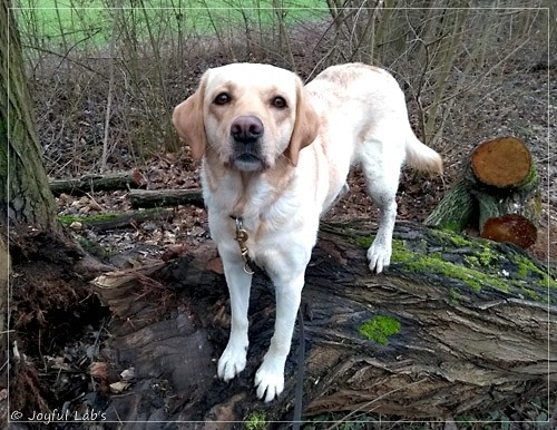 Joyful Lab's Dressy Girl