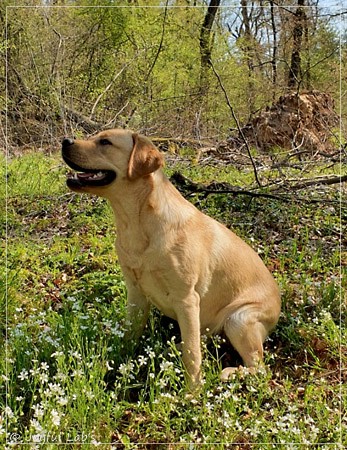 Joyful Lab's European Boy - Ean