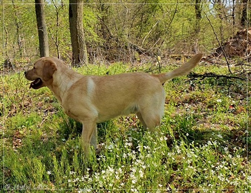 Joyful Lab's European Boy - Ean