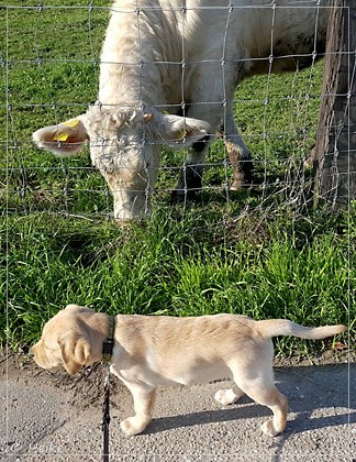 Joyful Lab's European Boy - Ean