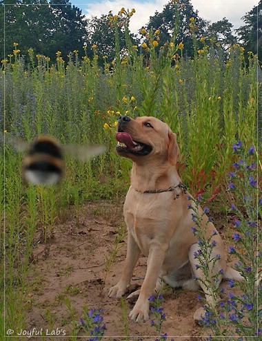 Joyful Lab's European Boy - Ean