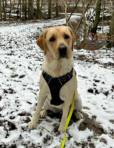 Emma - Joyful Labs Foxy Girl