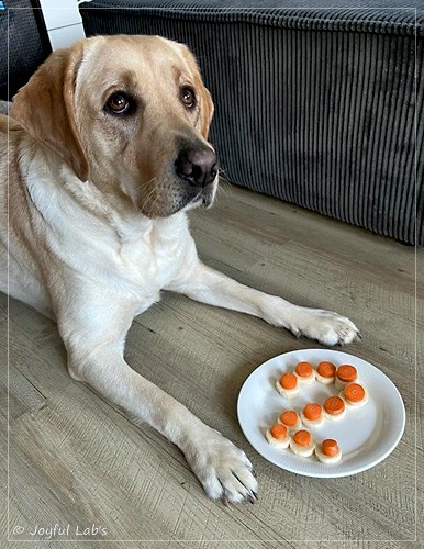 Emma - Joyful Labs Foxy Girl