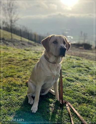 Joyful Labs Foxy Girl - Emma