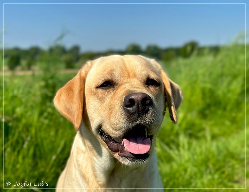 Erna - Joyful Lab's Flower Power Girl