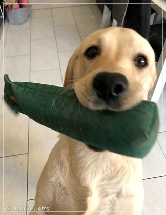 Joyful Lab's Easy-Going Boy - Fiete