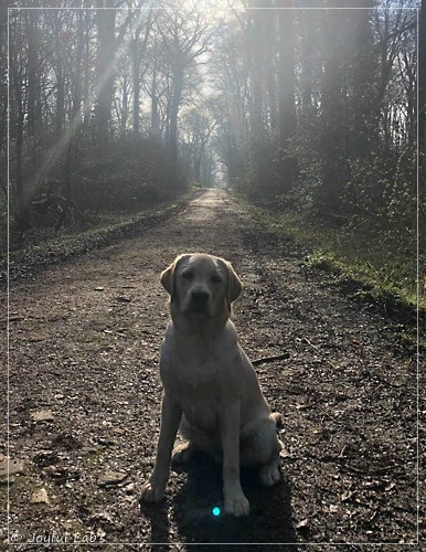 Joyful Lab's Easy-Going Boy - Fiete